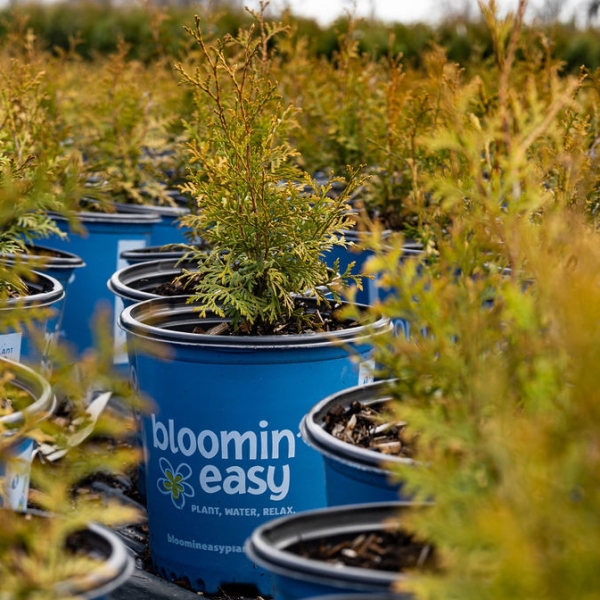 Pépinières Trussart