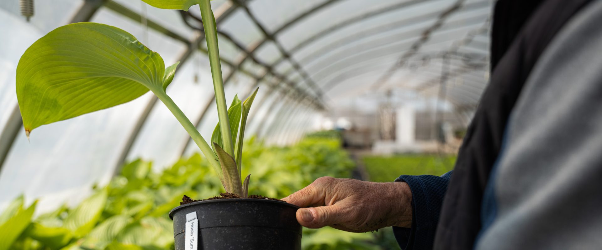 Pépinières Trussart