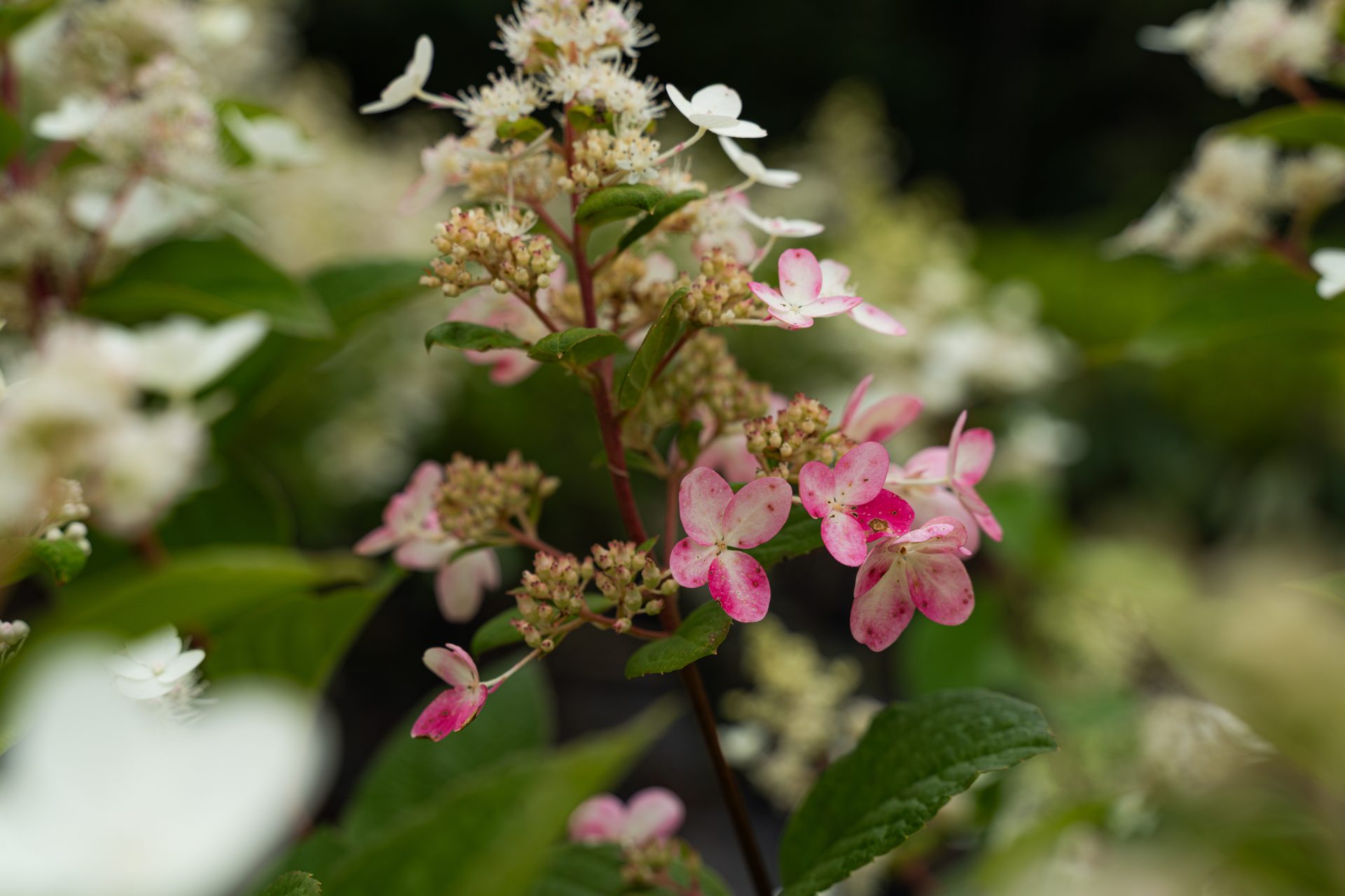 Pépinières Trussart