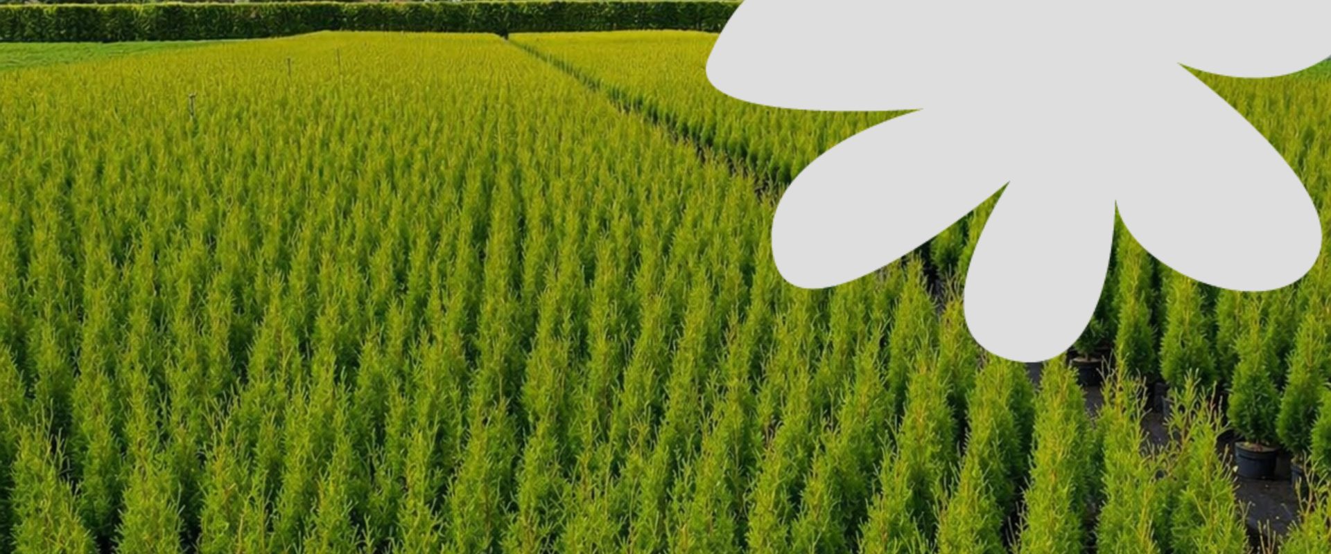 Pépinières Trussart