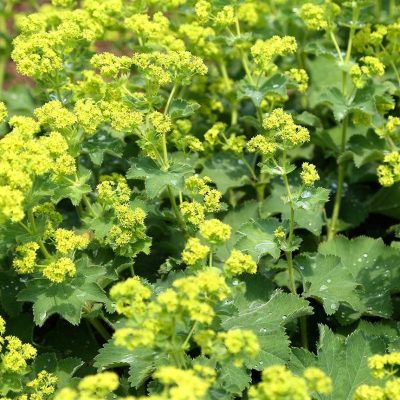Alchemilla mollis