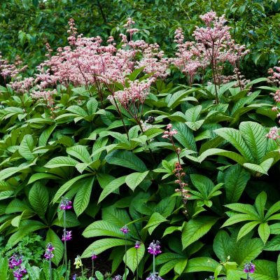 Fingerleaf Rodgersia