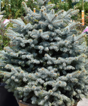 Picea pungens 'Christmas Blue'