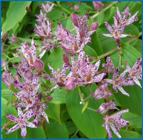 Tricyrtis hirta ‘Sinonome’