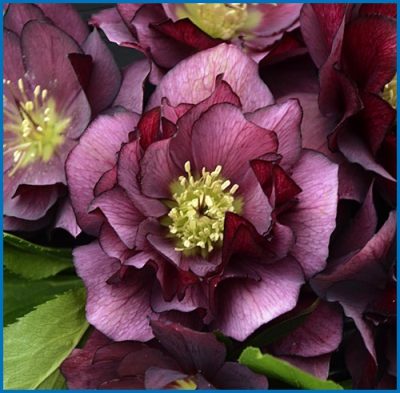 Helleborus x 'True Love'