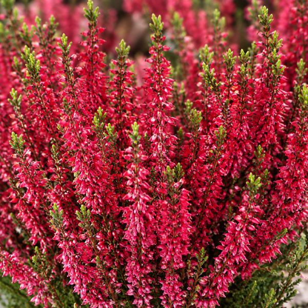 Calluna vulgaris 'Scarlet'