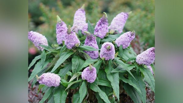 Buddleia x 'Pugster Amethyst' PW