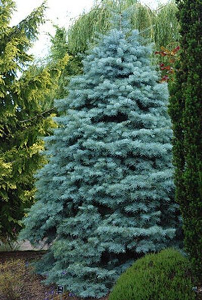 Balsam fir Tyler Blue