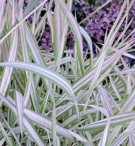 Phalaris arundinacea 'Strawberries and Cream'