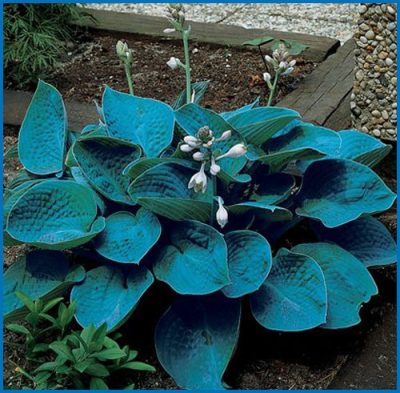 Hosta 'Bressingham Blue'