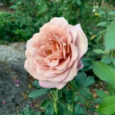 Rosier floribunda 'Koko Loko'