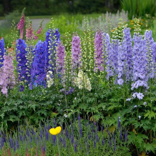 Delphinium elatum 'Mini Stars'