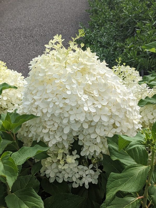 Hydrangea paniculata 'Puffer Fish'