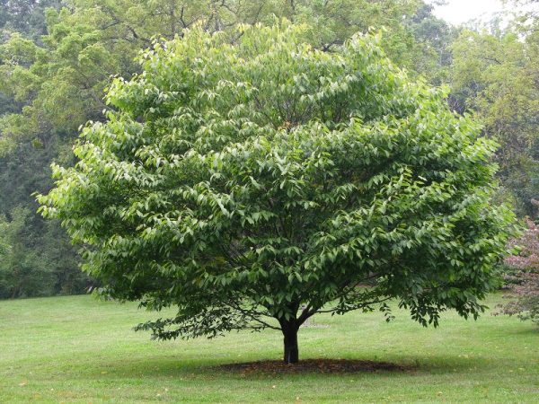 Carpinus caroliniana