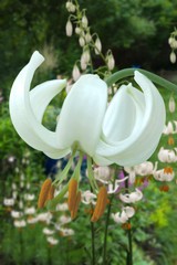 Lilium martagon 'Snowy Morning'
