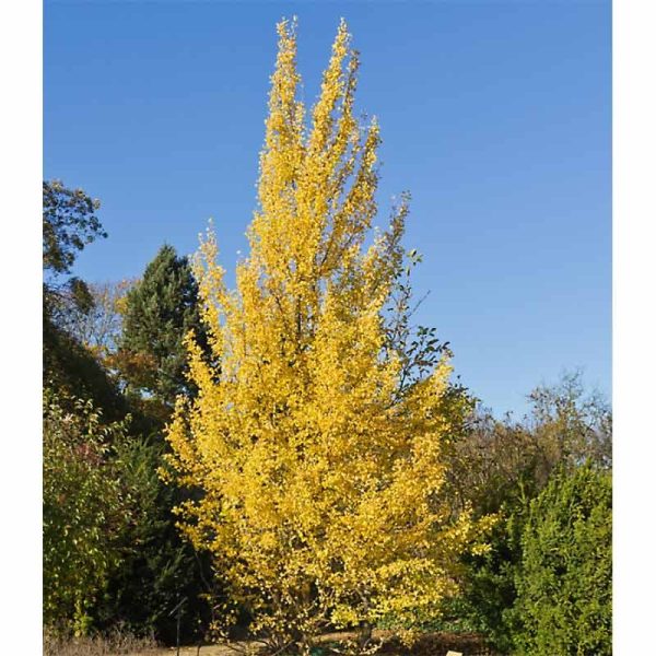 Arbre aux quarante écus 'Princeton Sentry'