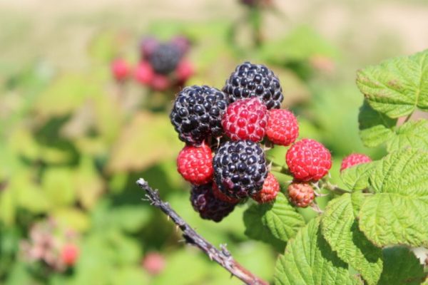 Framboisier ‘Bleu Nuit’