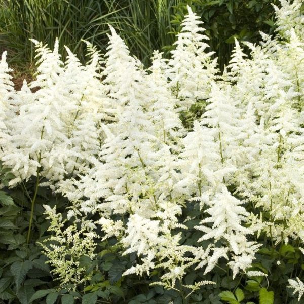 Astilbe arendsii 'Diamant'
