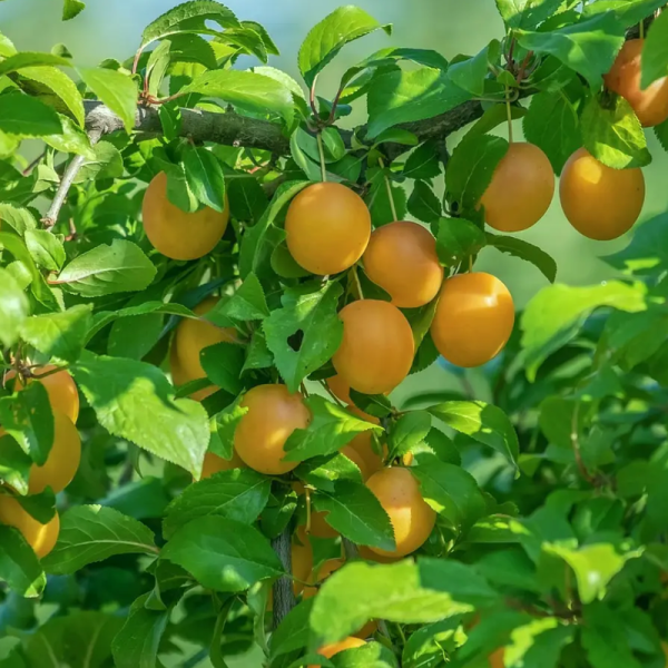 Prunier japonais 'Shiro'