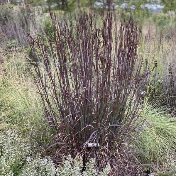 Barbon de Gerard 'Blackhawks'