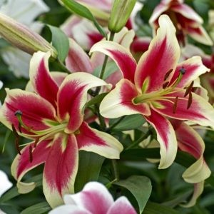 Dizzy Oriental Lily