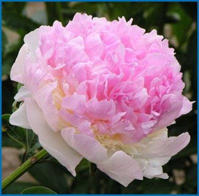 Paeonia lactiflora 'Raspberry Sundae'