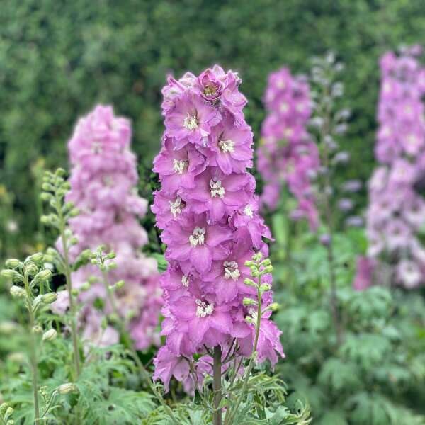 Delphinium M.F. 'Pink'
