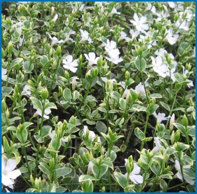 Vinca minor 'Evelyn'