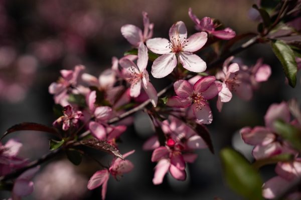Malus 'Royal Raindrops'