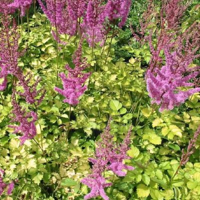 Astilbe, False Spirea
