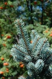 Avatar Blue Spruce