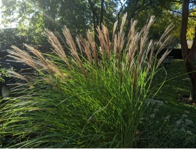 Miscanthus sinensis 'Arabesque'