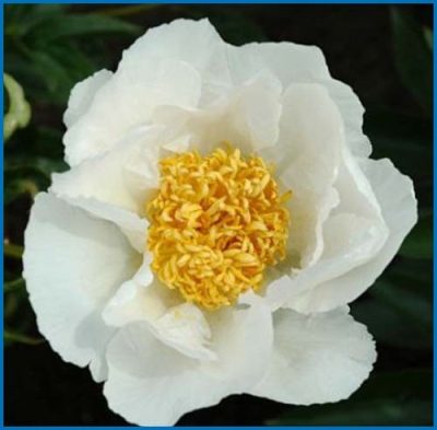 Paeonia lactiflora 'White Wings'