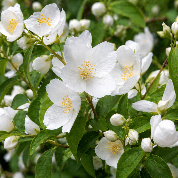 Philadelphus virginalis