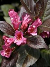 Weigela 'Naomi Campbell'