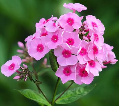 Phlox paniculata 'Flame Pink'