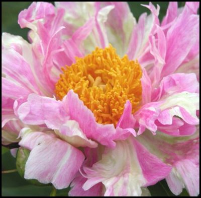 Paeonia lactiflora 'Pink Spritzer'