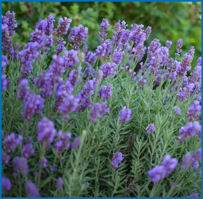 Lavandula intermedia 'Phenomenal'