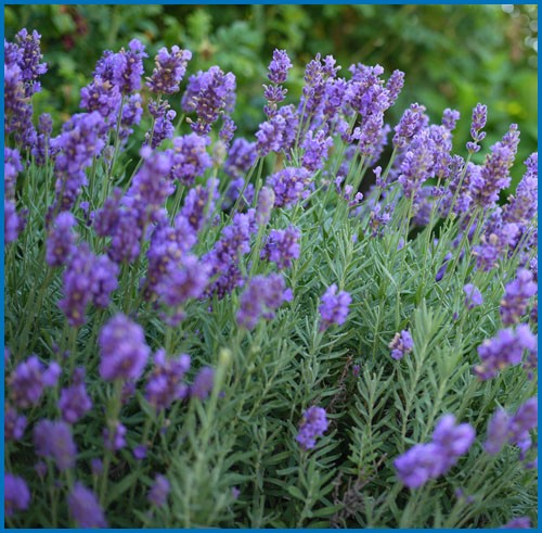 Lavandula intermedia ‘Phenomenal’