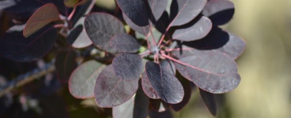 Cotinus coggygria 'Royal Purple' (sur tige)