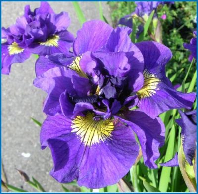 Iris sibirica 'Double Standard'
