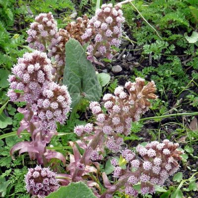 Petasites officinalis