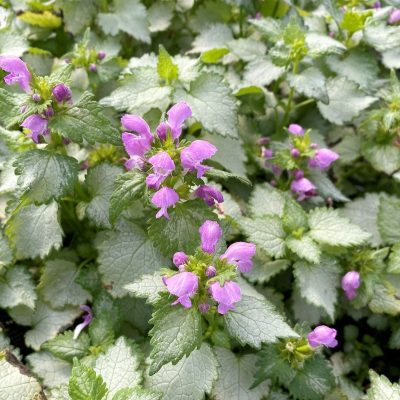Lamium maculatum 'Ghost'