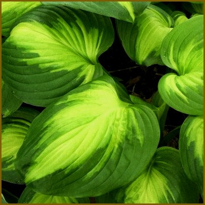 Hosta 'Enchiladas'