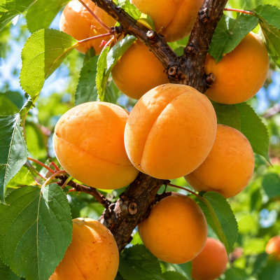 Abricotier 'Westcot'