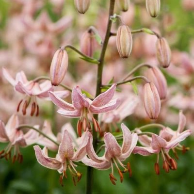 Lilium martagon 'Pink Morning