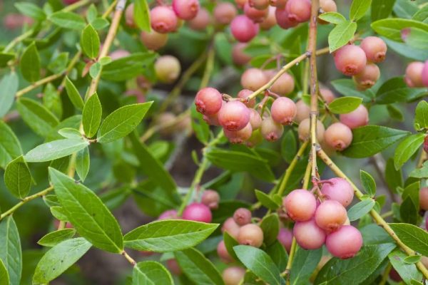 Vaccinium x 'Pink Limonade'
