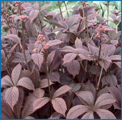 Rodgersia Pinnata ‘Chocolate Wing’