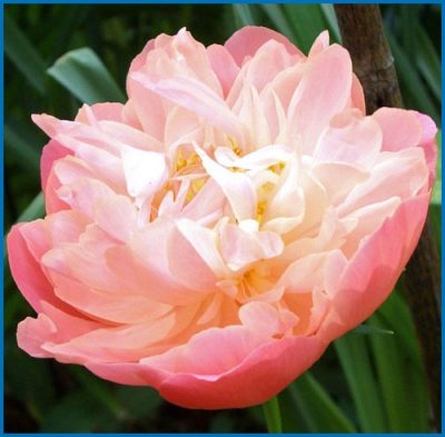 Paeonia lactiflora 'Pink Hawaiian Coral'