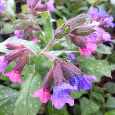 Lungwort